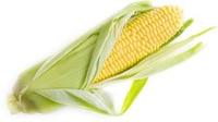 corn01.jpg